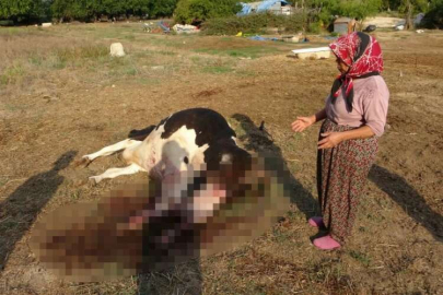 Günlük 30 litre süt veren 100 bin lira değerindeki inek köpekler tarafından telef edildi