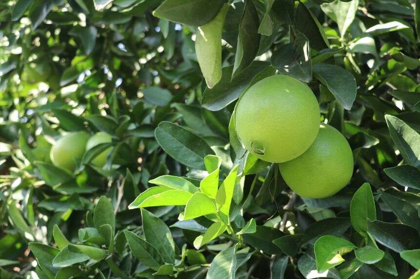 limon