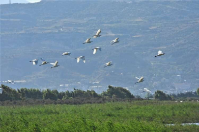 Samandağ'daki Milleyha Sulak Alanı yok oluyor