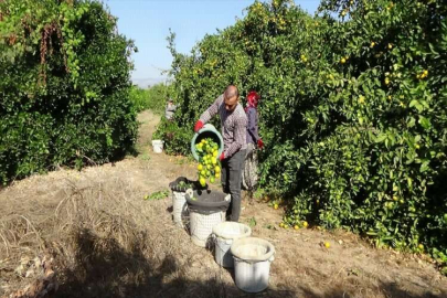 Mersin'de araştırma enstitüsünde yetiştirilen mandalinanın hasadı yapıldı