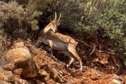 Keçilerinin peşinde 50 yıldır cura çalıyor