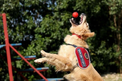 Özel eğitimli köpek "Şans"a yangınlarda büyük görev düşüyor