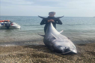 Mersin'de zıpkınla 150 kilogramlık orkinos avlandı