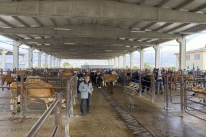 Kahramanmaraş'ta depremde zarar gören yetiştiricilere büyükbaş hayvan desteği