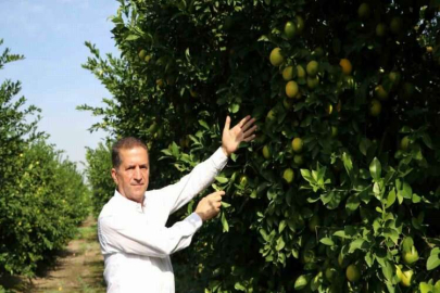 Limon dalında kaldı, üretici limonata çözümü bekliyor