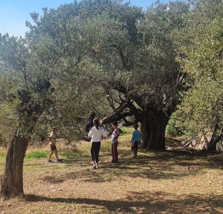 Hatay Dikmece Mahallesi zeytinlikler2