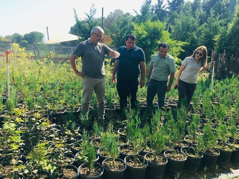 Çukurova'da yarın 357 bin 300 fidan toprakla buluşacak 1