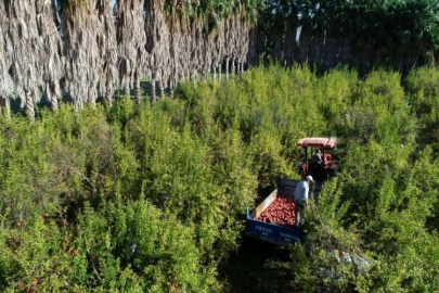 Türkiye'nin nar üretiminin dörtte birini karşılayan Antalya'dan 51 ülkeye ihracat