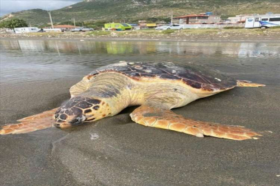 Hatay'da sahilde ölü caretta caretta bulundu