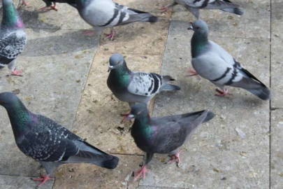 Adana’da kuşların uğrak yeri: Ulu Camii