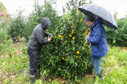 Mersin'de etkili olan dolu, tarım ürünlerine zarar verdi