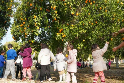 Mersin'de kreş öğrencileri portakal hasadı yaptı