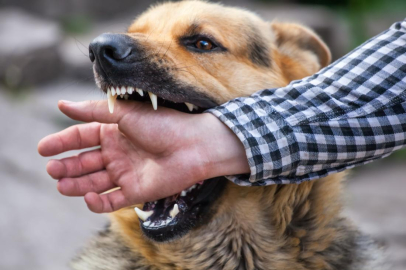 Rüyada köpek ısırması: Tehlikeli bir uyarı!