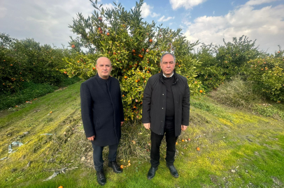 Tümer; tonlarca mandalina çöp oldu!