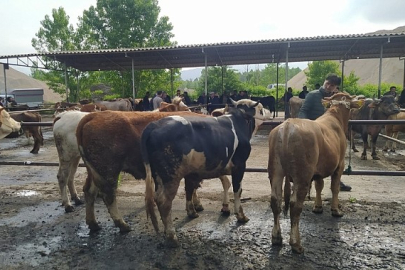 Şap hastalığı görüldü, hayvan pazarı kapatıldı