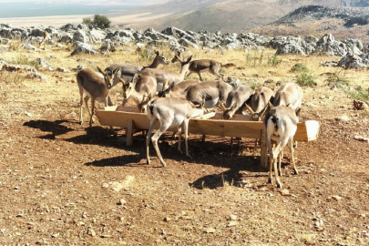 Hatay’daki dağ ceylanlarının sayısı artıyor