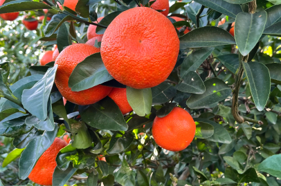 Adana'dan 1 Milyon 350 Bin ton mandalina rekoltesi bekleniyor