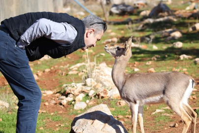 Hatay'daki endemik tür dağ ceylanlarının geleceği için çağrı