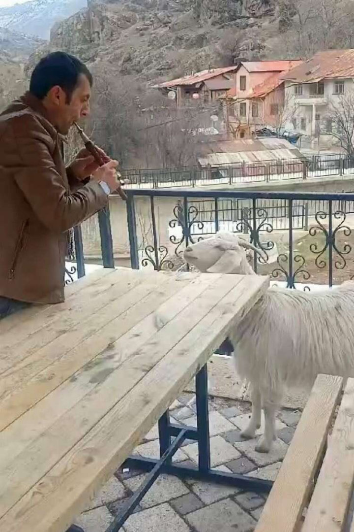 KEÇİ NEY 