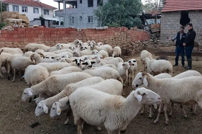 Acıpayam’ın 11 mahallesi çiçek karantinasına alındı