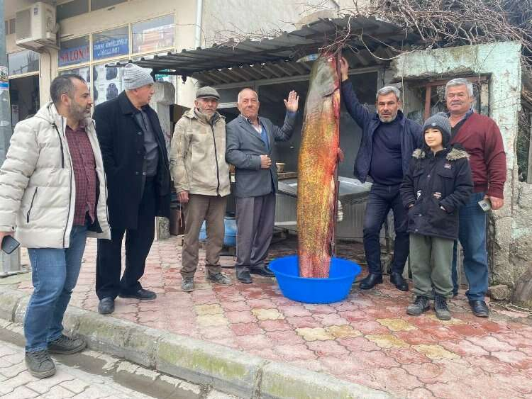 Düziçi yayın balığı 