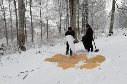 Ordu'da yaban hayvanları için doğaya yem bırakıldı