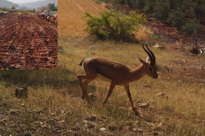 Hatay'daki Yaban Hayatı Koruma Alanı tahribatına tepki