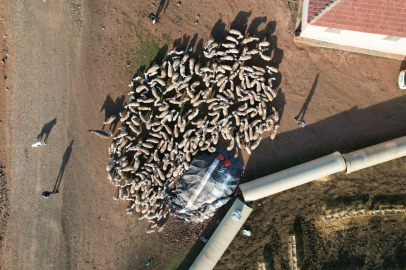 Başkent'te süt kuzuları ile koyunların buluşma anı drone ile görüntülendi