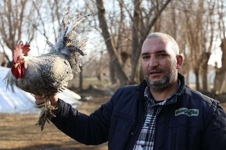 Elazığ horoz 