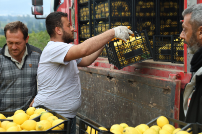 Hatay Valiliği, limon üreticilerine destek için yeni proje başlattı