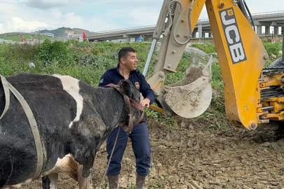 Hatay'da su kanalına düşen ineği itfaiye kurtardı