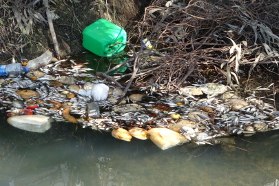 Manavgat'ta sulama kanalında balık ölümleri endişe yarattı