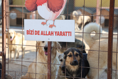  Yüzde 70'i engelli 254 sokak hayvanına yuva kurdu