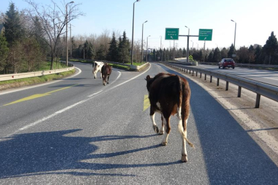 Kocaeli Dilovası'nda otobanda büyükbaş hayvanlar trafiği felç etti