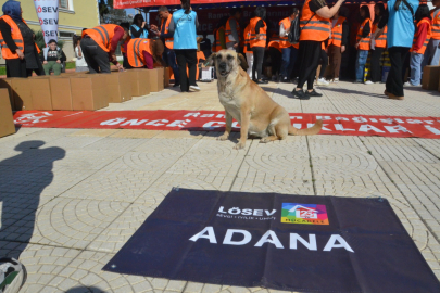 Sokak köpeği Lösev’in gözdesi oldu