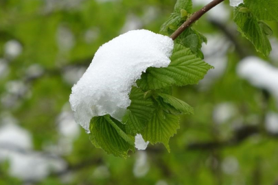 Kentte zirai don uyarısı: Meteorolojiden açıklama geldi