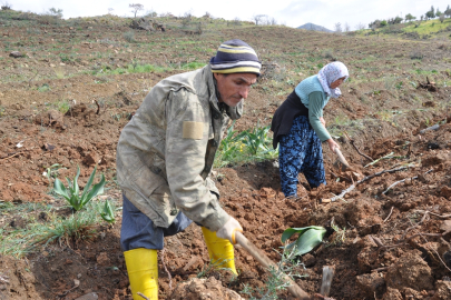 Adana ve Mersin'de Dünya Ormancılık Günü kapsamında fidan dikimi yapıldı