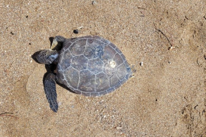 Manavgat'ta tehlike altında olan yeşil deniz kaplumbağası bulundu