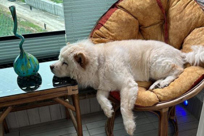 Adana'da Çin Aslanı cinsi köpek, sahibinin bacaklarını parçaladı