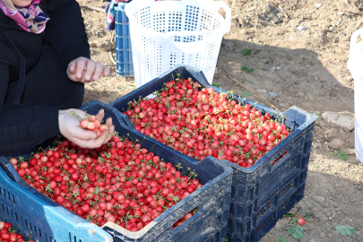 Türkiye kirazda rekor peşinde: 2024 Hasadı bir hafta önce başladı!