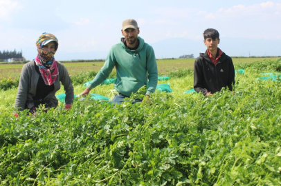 Reyhanlı'da maydanoz hasadı başladı