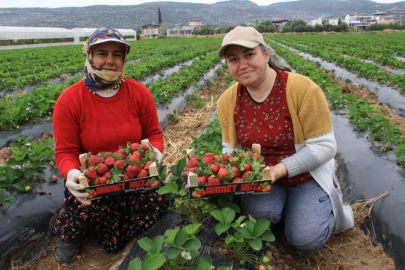 Mersin Silifke'de çilek üretiminin başlamasıyla fiyatlar düştü