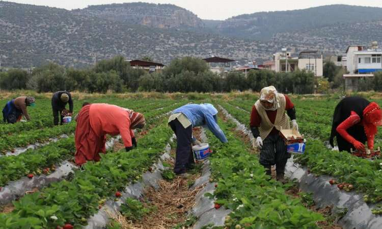 Mersin Silifke'de çilek üretiminin başlamasıyla fiyatlar düştü 2