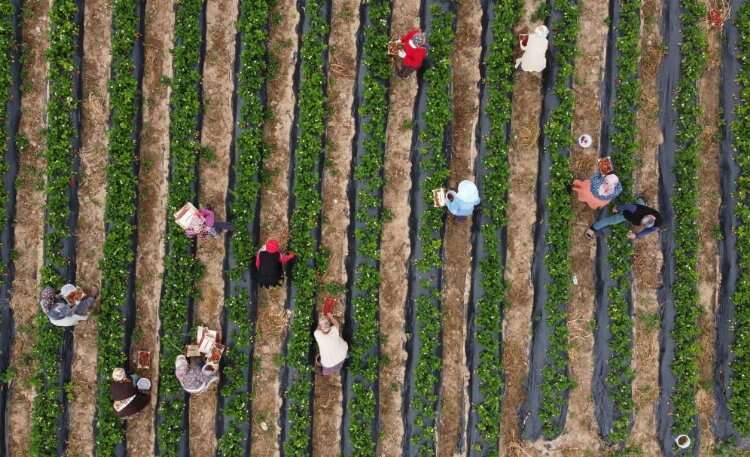 Mersin Silifke'de çilek üretiminin başlamasıyla fiyatlar düştü 3