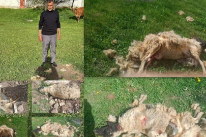 Erzincan'da sokak köpeklerinin saldırısında 7 koyun telef oldu