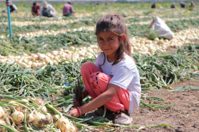 Tarım işçilerinin çocukları okumak yerine anne ve babaları gibi tarlada çalışmak zorunda kalıyor