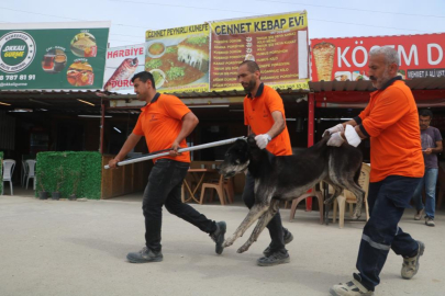 Hatay'da kuduz endişesi ile 12 köpek hayvan barınağında müşahede altına alındı