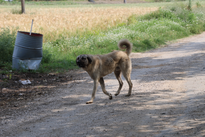 Adana'da köpeklerin yaşlı kadını parçalaması sonucu tepkiler büyüyor