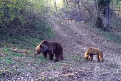 Bursa ormanlarında fotokapana yakalanan bozayı ve yavrusu