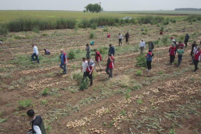 Şanlıurfa'da soğan hasadı başladı